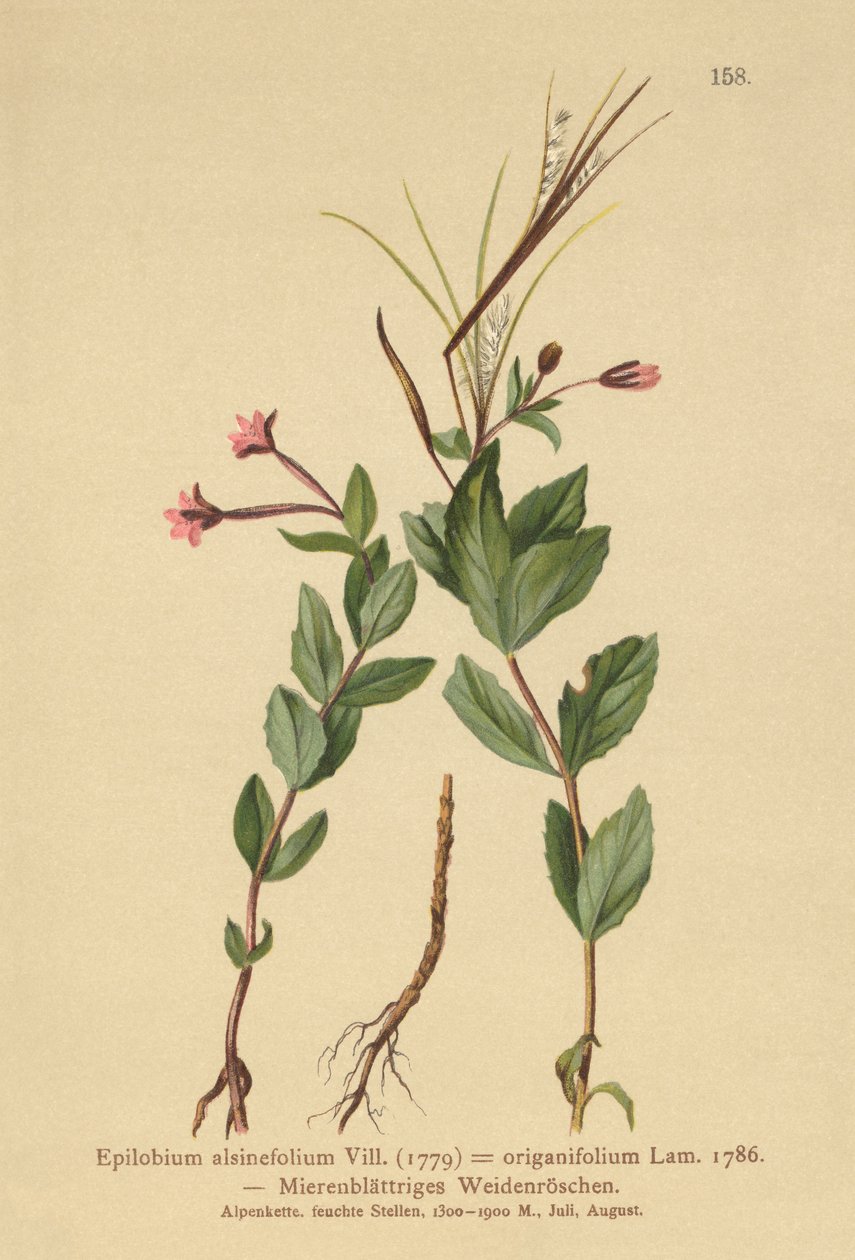 tyúkfű fűzfű (Epilobium alsinefolium, Epilobium origanifolium) alkotó: German School