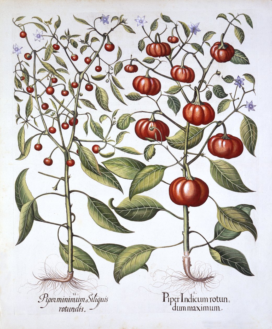 Chili Pepper [Nightshade Family], Hortus Eystettensisből, Basil Besler (1561-1629), pub. 1613 (kézzel színezett metszet) alkotó: German School