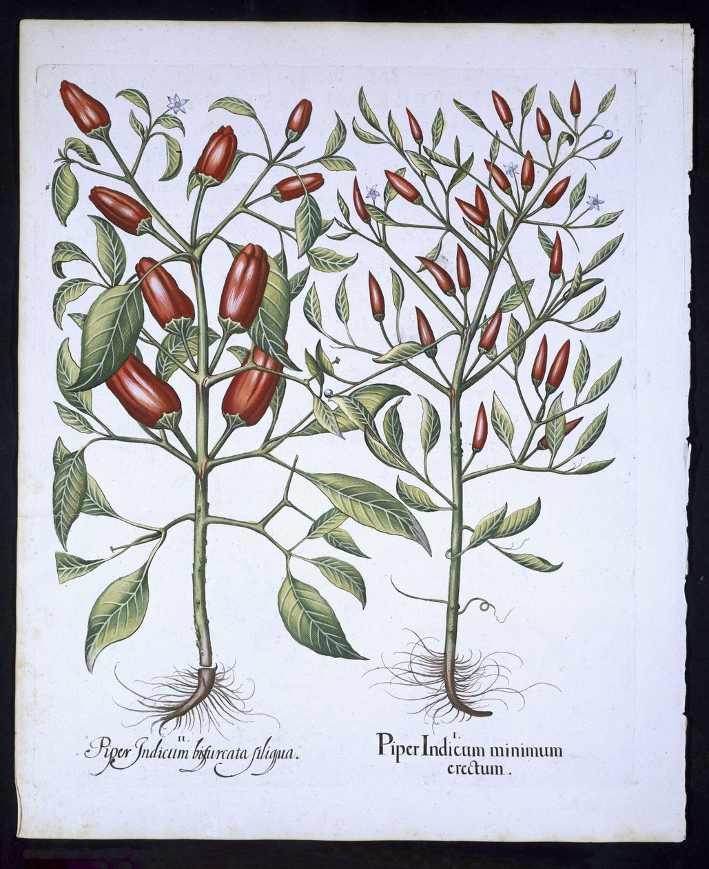 Chilipaprika növények, a Hortus Eystettensisből, Basil Besler (1561-1629), pub. 1613 (kézzel színezett metszet) alkotó: German School