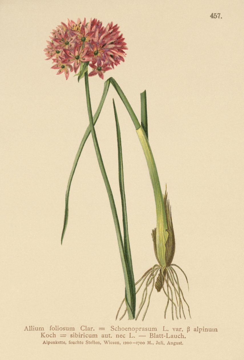 Metélőhagyma (Allium foliosum, Allium Schoenoprasum var. alpinum, Allium sibiricum) alkotó: German School