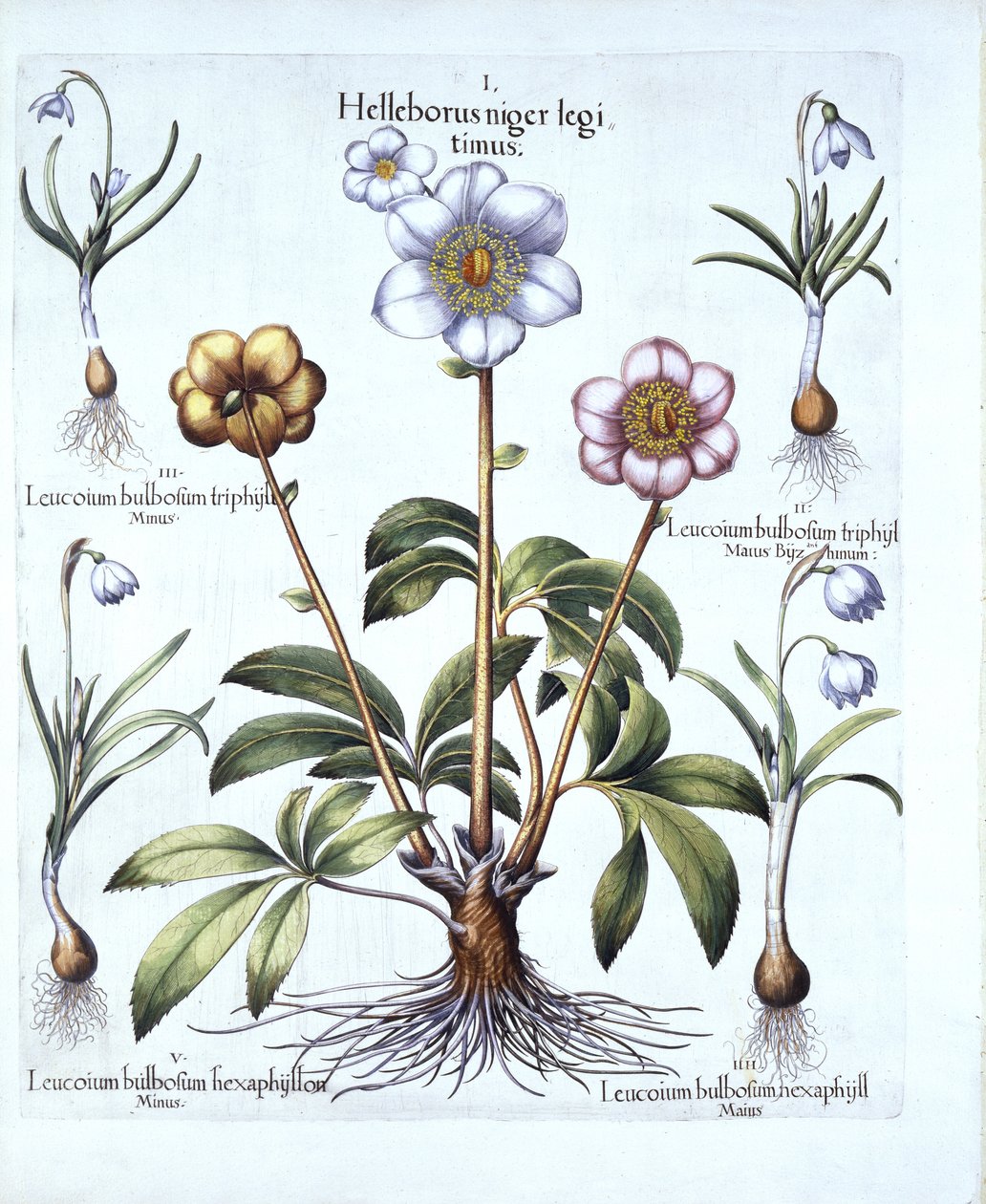 Karácsonyi rózsa és hóvirág variációk, Hortus Eystettensis, Basil Besler (1561-1629), pub. 1613 (kézzel színezett metszet) alkotó: German School