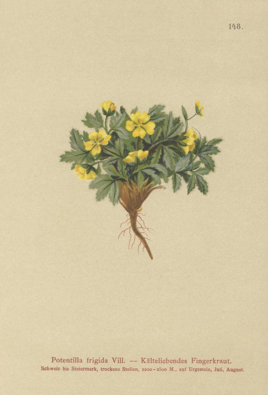 Cinquefoil (Potentilla frigid, Potentilla glacialis, Potentilla helvetica) alkotó: German School