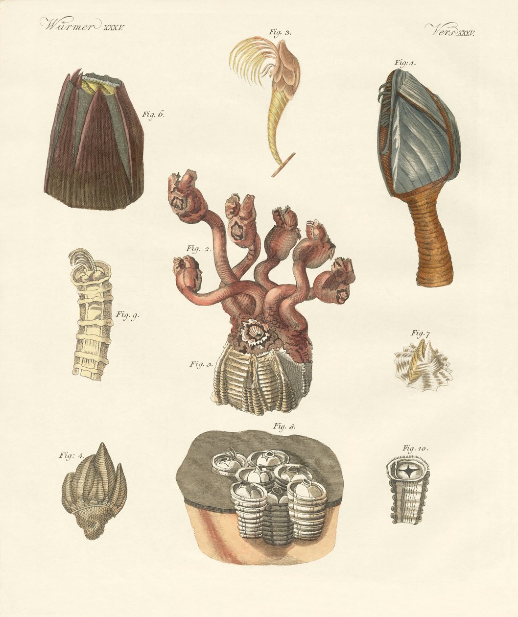 Cirrhipoda, sörteférgek vagy karlábúak (színes metszet) alkotó: German School