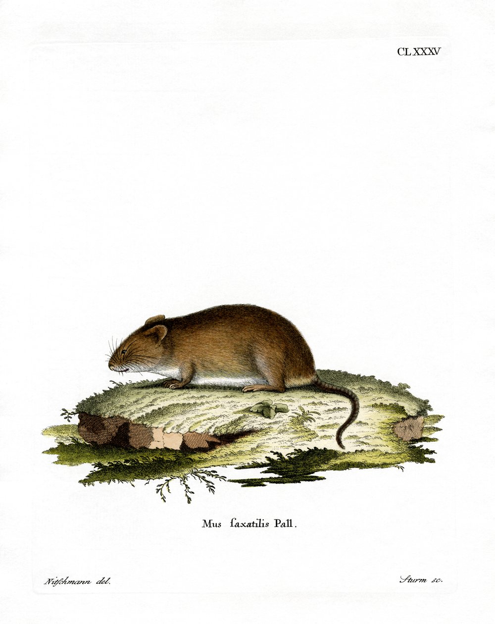 Cliff Mouse (színes metszet) alkotó: German School