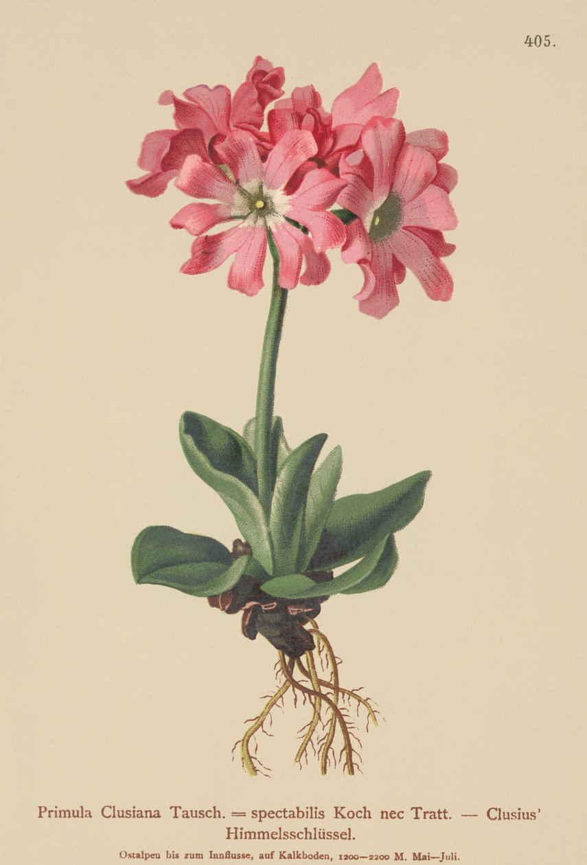 Clusiana Primrose (Primula Clusiana, Primula spectabilis) alkotó: German School
