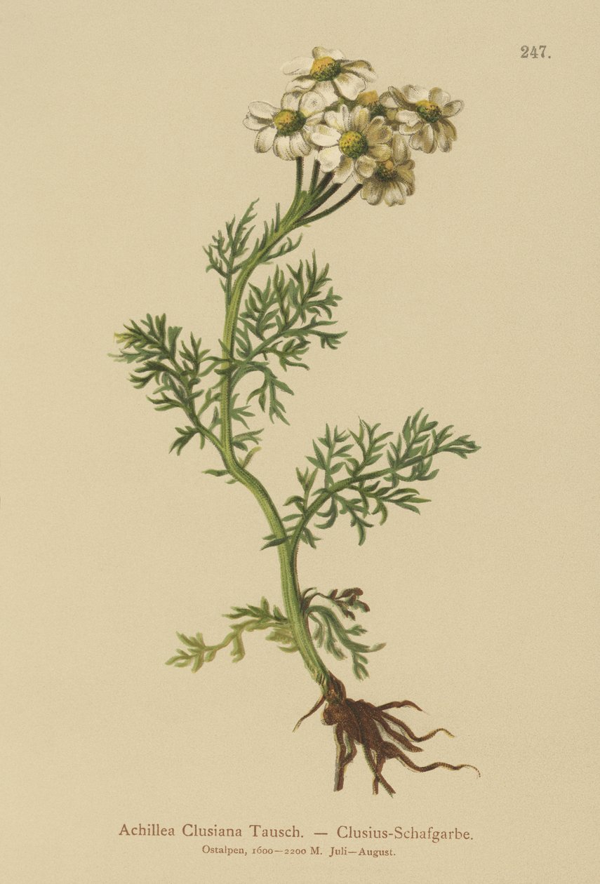 Clusius Yarrow (Achillea Clusiana, Achillea atrata ssp. clusiana) alkotó: German School