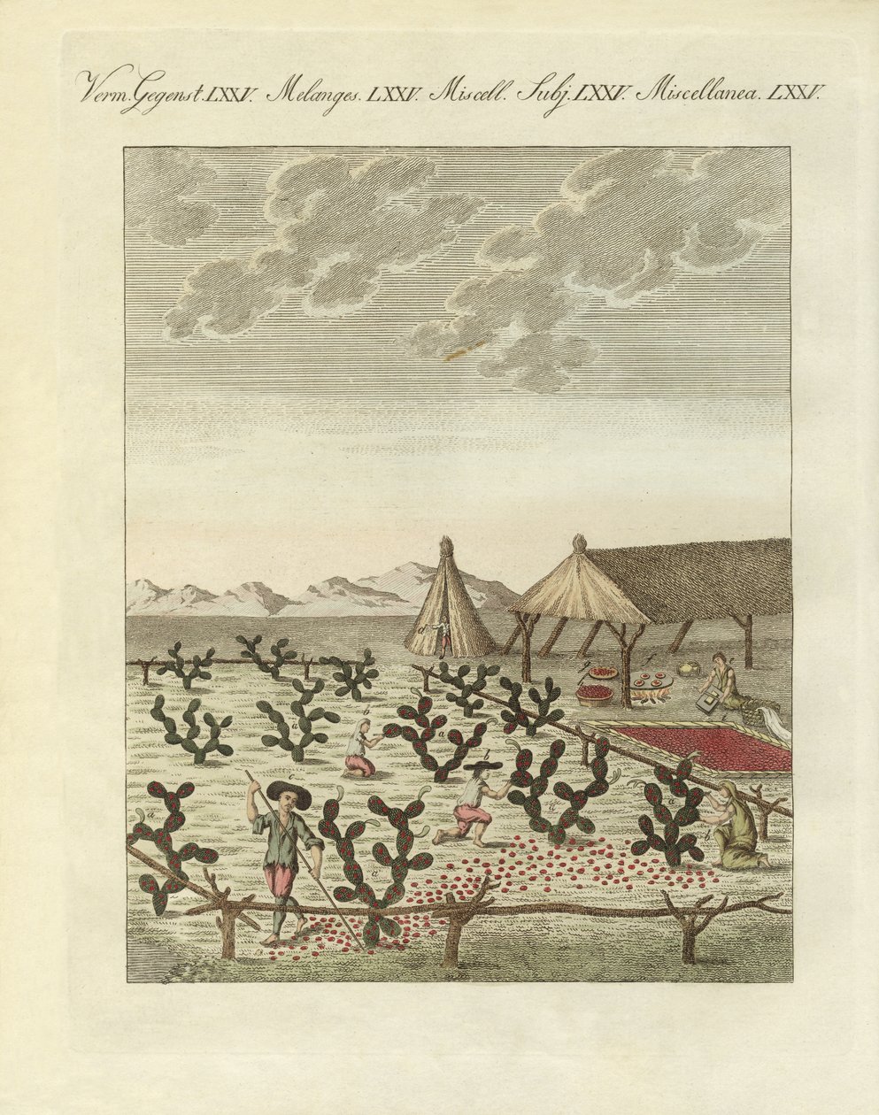 Cochenille gyűjtése (színes gravírozás) alkotó: German School