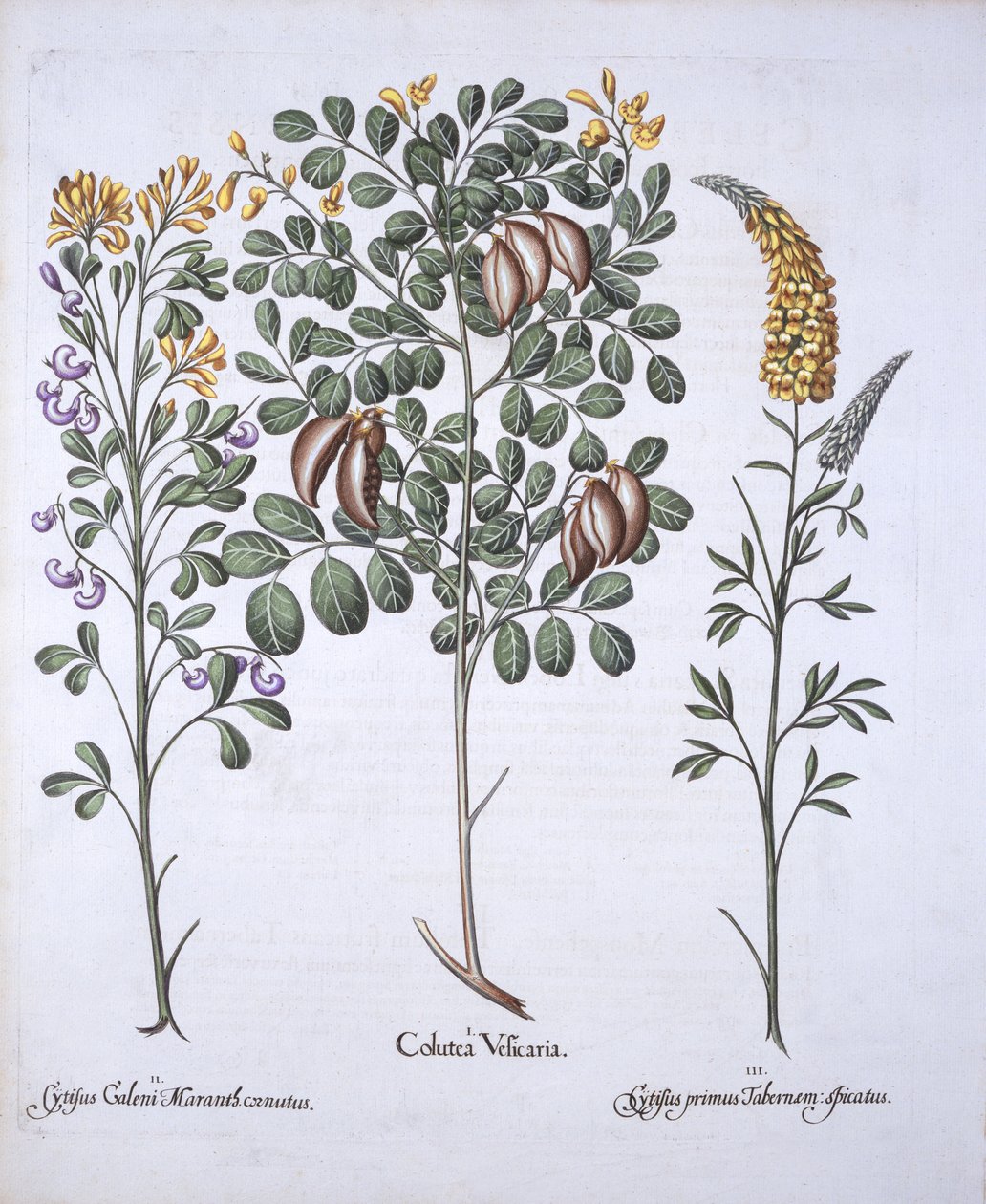 Colutea Tree és Cytisus fajták, a Hortus Eystettensisből, Basil Besler (1561-1629), pub. 1613 (kézzel színezett metszet) alkotó: German School