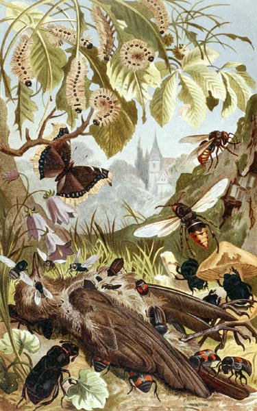 A rovarok együttes ereje, lemez a "Brehms Tierleben: Allgemeine Kunde des Tierreichs", 9. kötet, 65. o., kiadta a Bibliographisches Institut. alkotó: German School