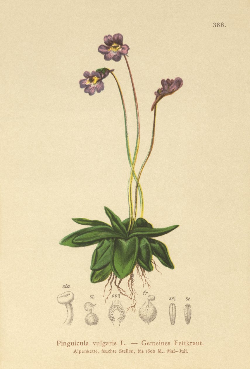 Közönséges vajfű (Pinguicula vulgaris) alkotó: German School