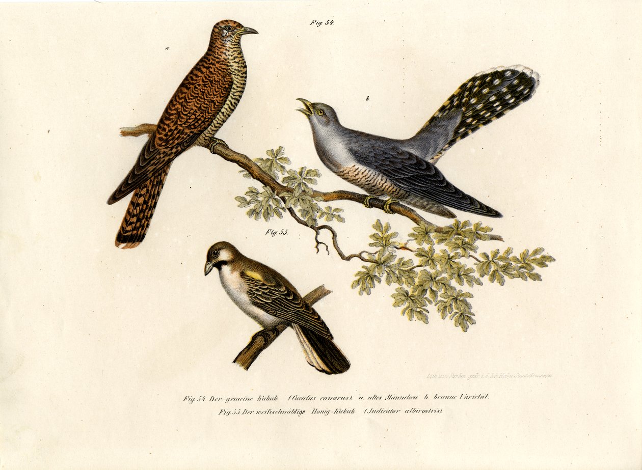 Közönséges kakukk, 1864 alkotó: German School
