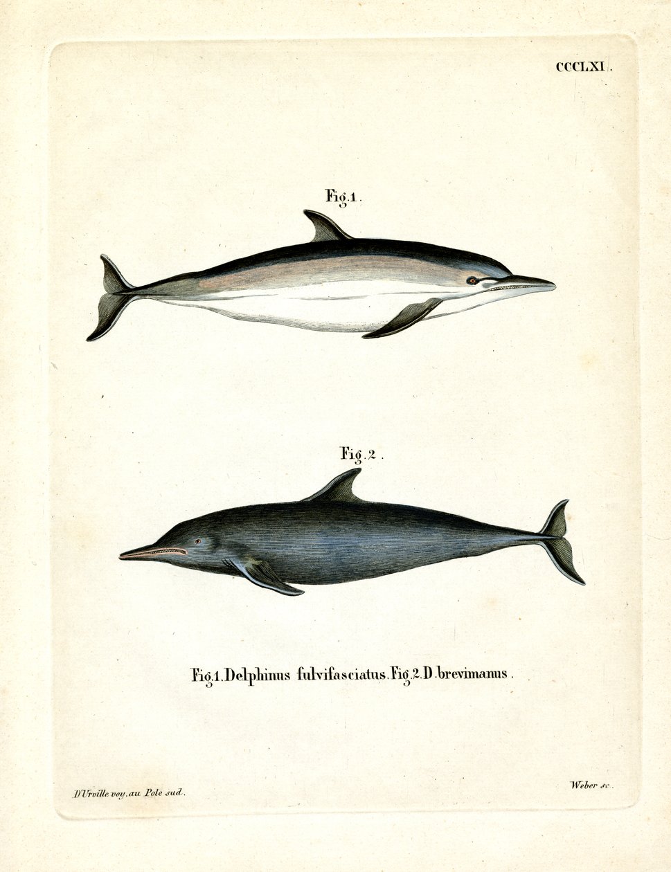 Közönséges delfin (színes metszet) alkotó: German School