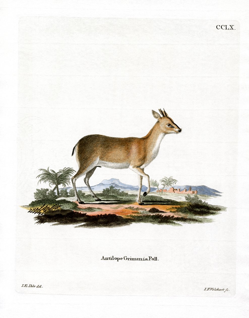 Common Duiker (színes metszet) alkotó: German School