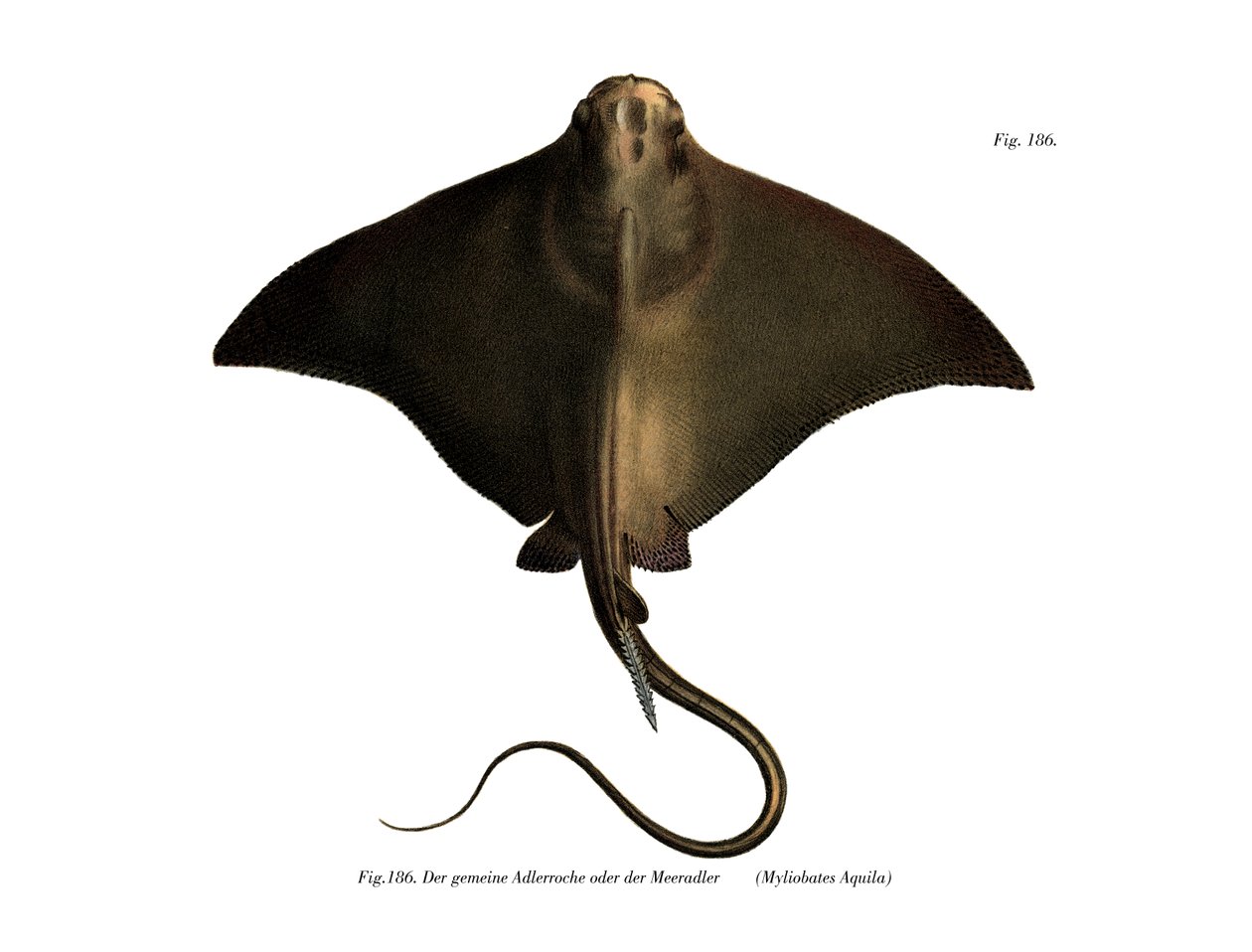 Common Eagle Ray (színes litó) alkotó: German School