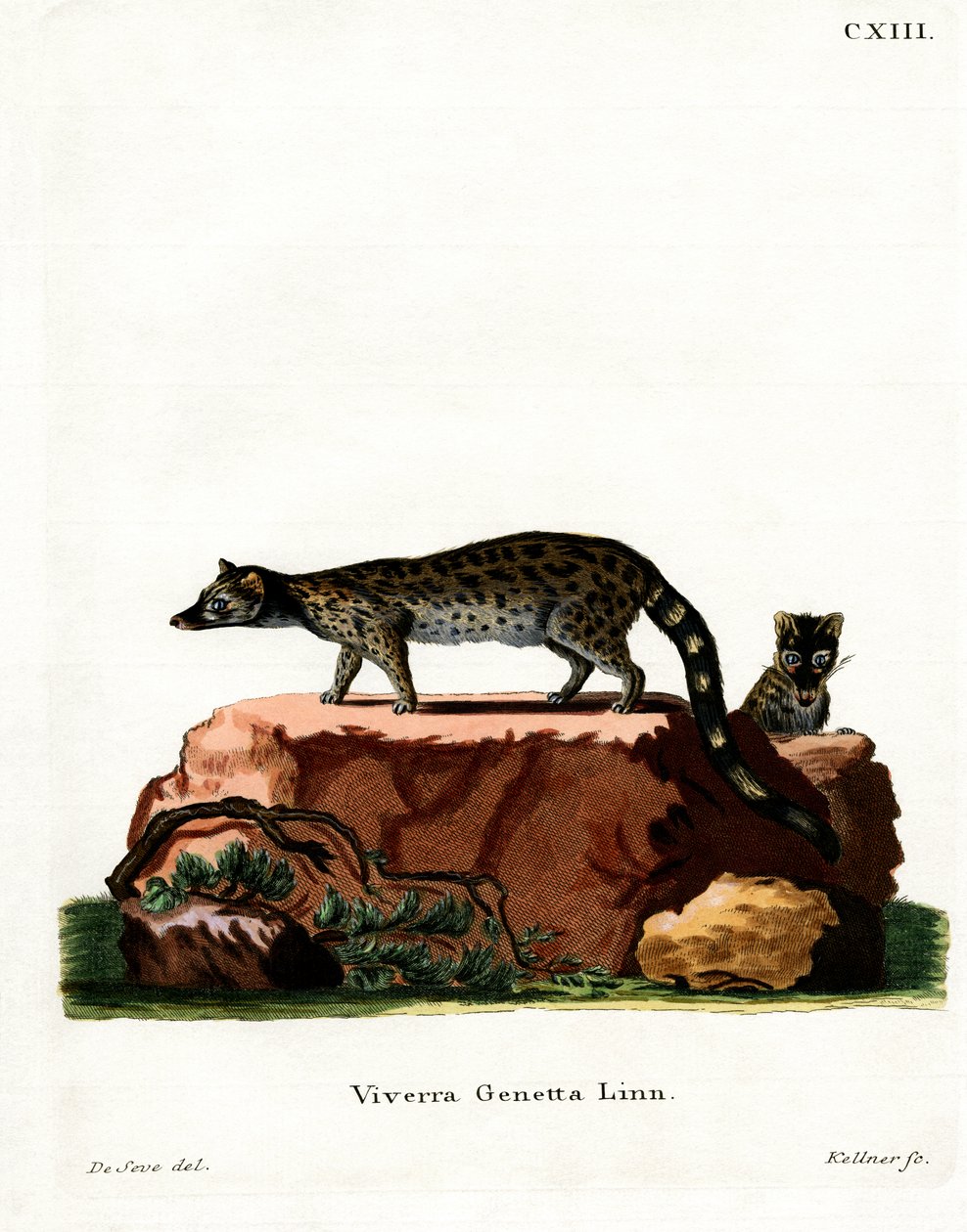 Common Genet (színes gravírozás) alkotó: German School