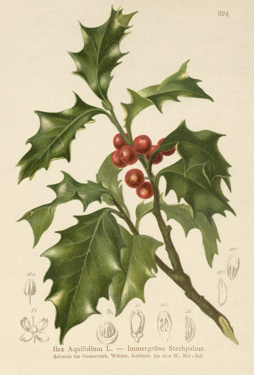 Közönséges Holly alkotó: German School