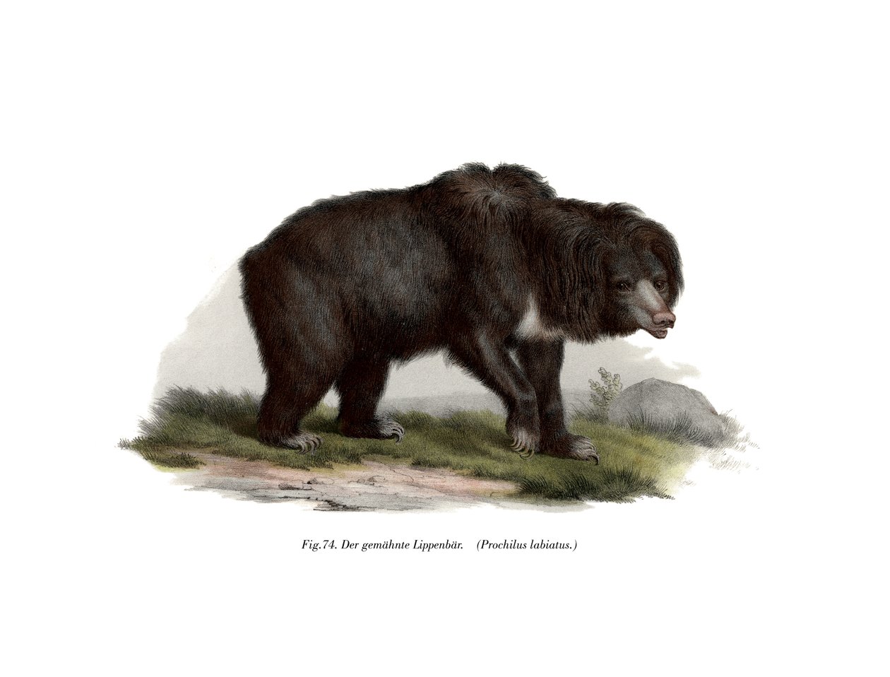Közönséges indiai lajhármedve, 1860 alkotó: German School