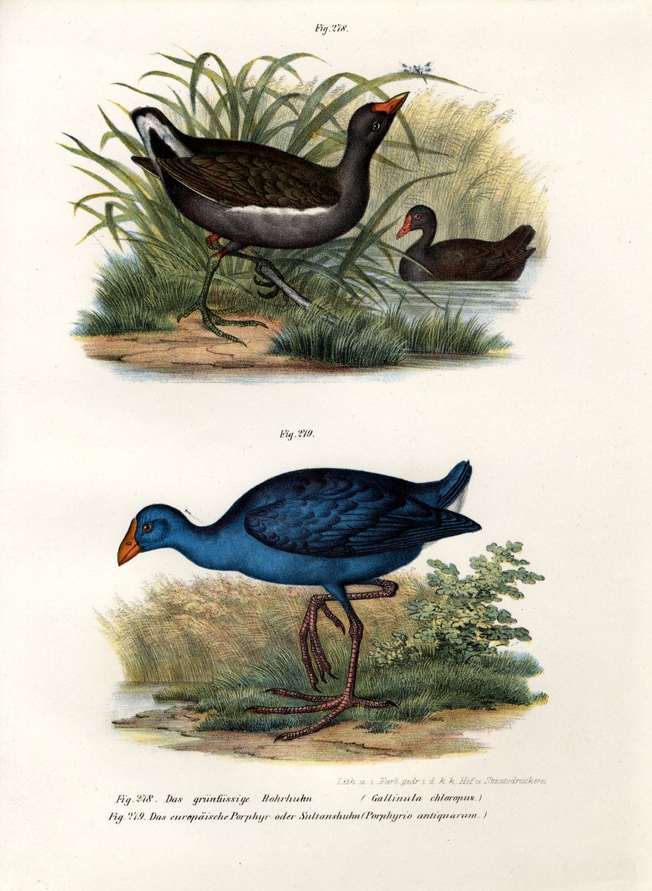 Common Moorhen, 1864 alkotó: German School