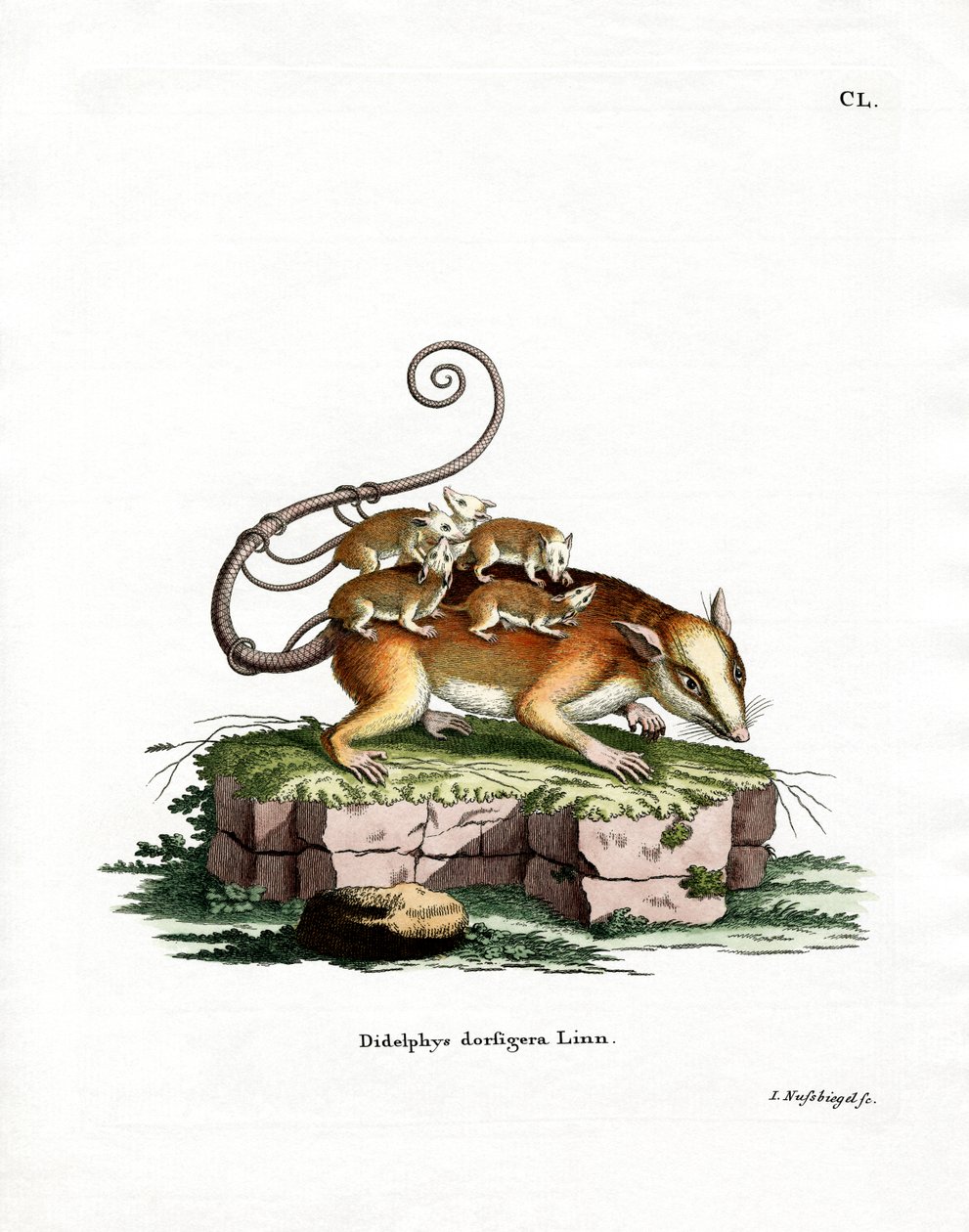 Közönséges egér oposszum (színes metszet) alkotó: German School