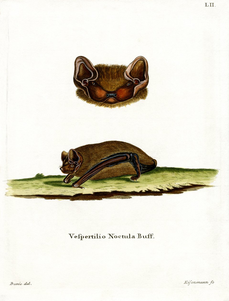 Common Noctule Bat (színes metszet) alkotó: German School