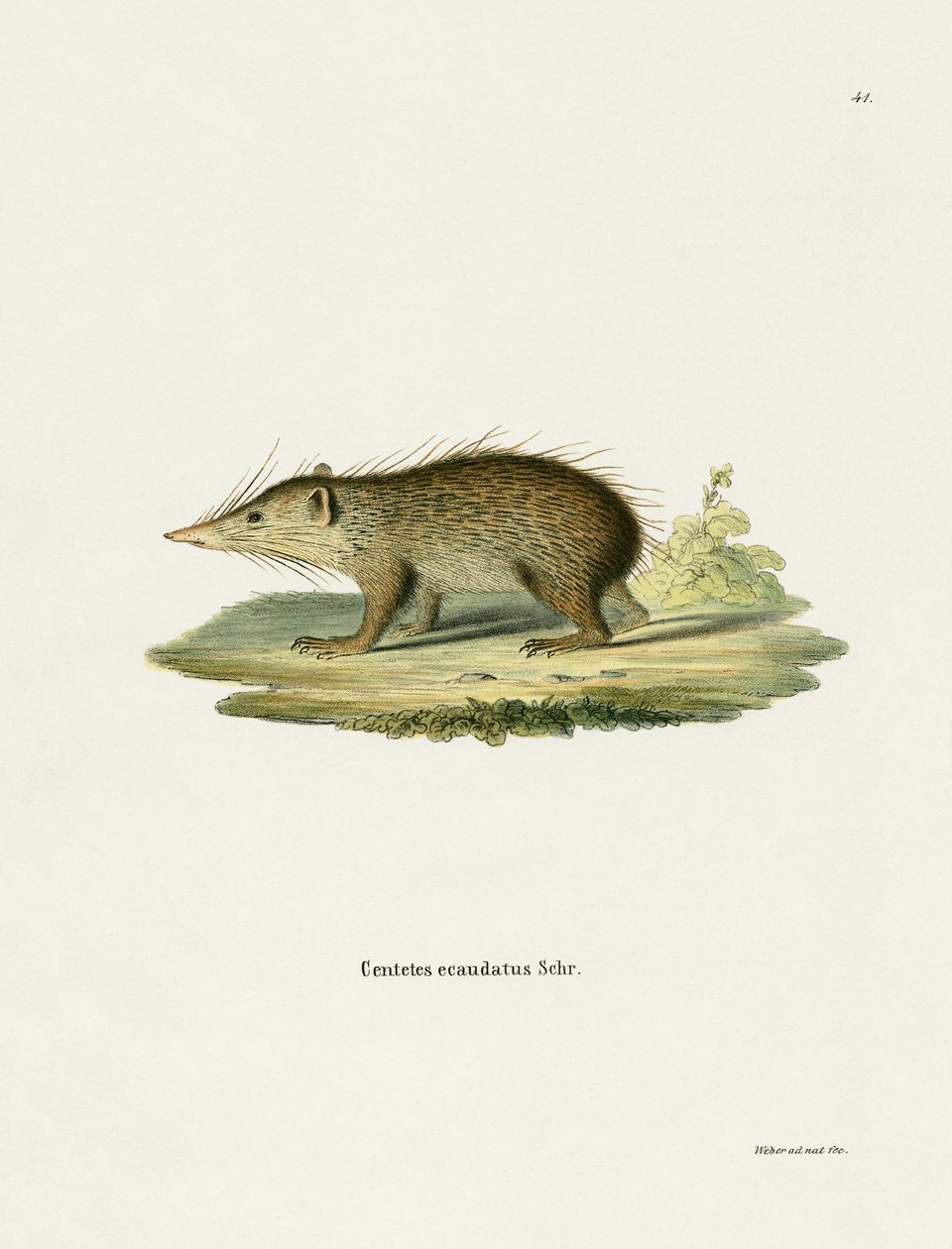 Common Tenrec (színes metszet) alkotó: German School