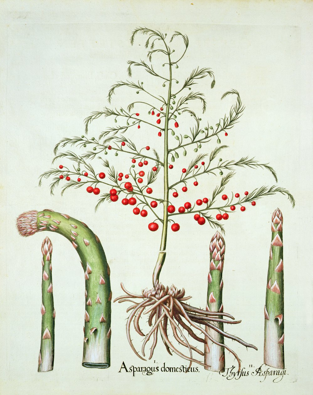 Közönséges spárga virágban és gyümölcsben, a Hortus Eystettensisből, Basil Besler (1561-1629), pub. 1613 (kézzel színezett metszet) alkotó: German School