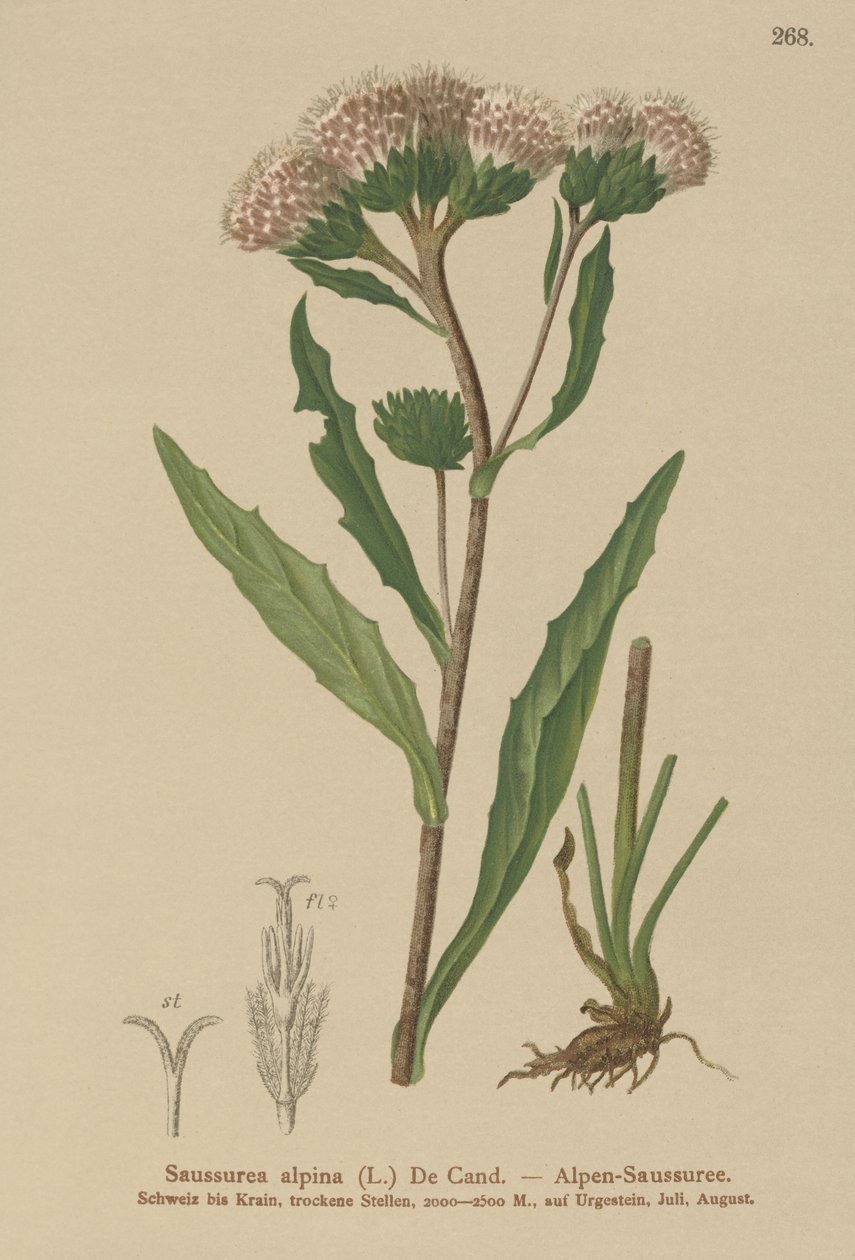 Közönséges fűrészfű (Saussurea alpina) alkotó: German School