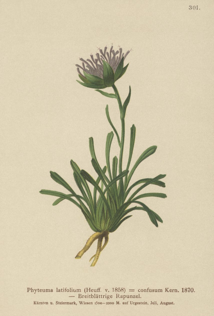 Zavaros rammpion (Phyteuma confusum, Phyteuma latifolium, Phyteuma hemisphaericum alkotó: German School