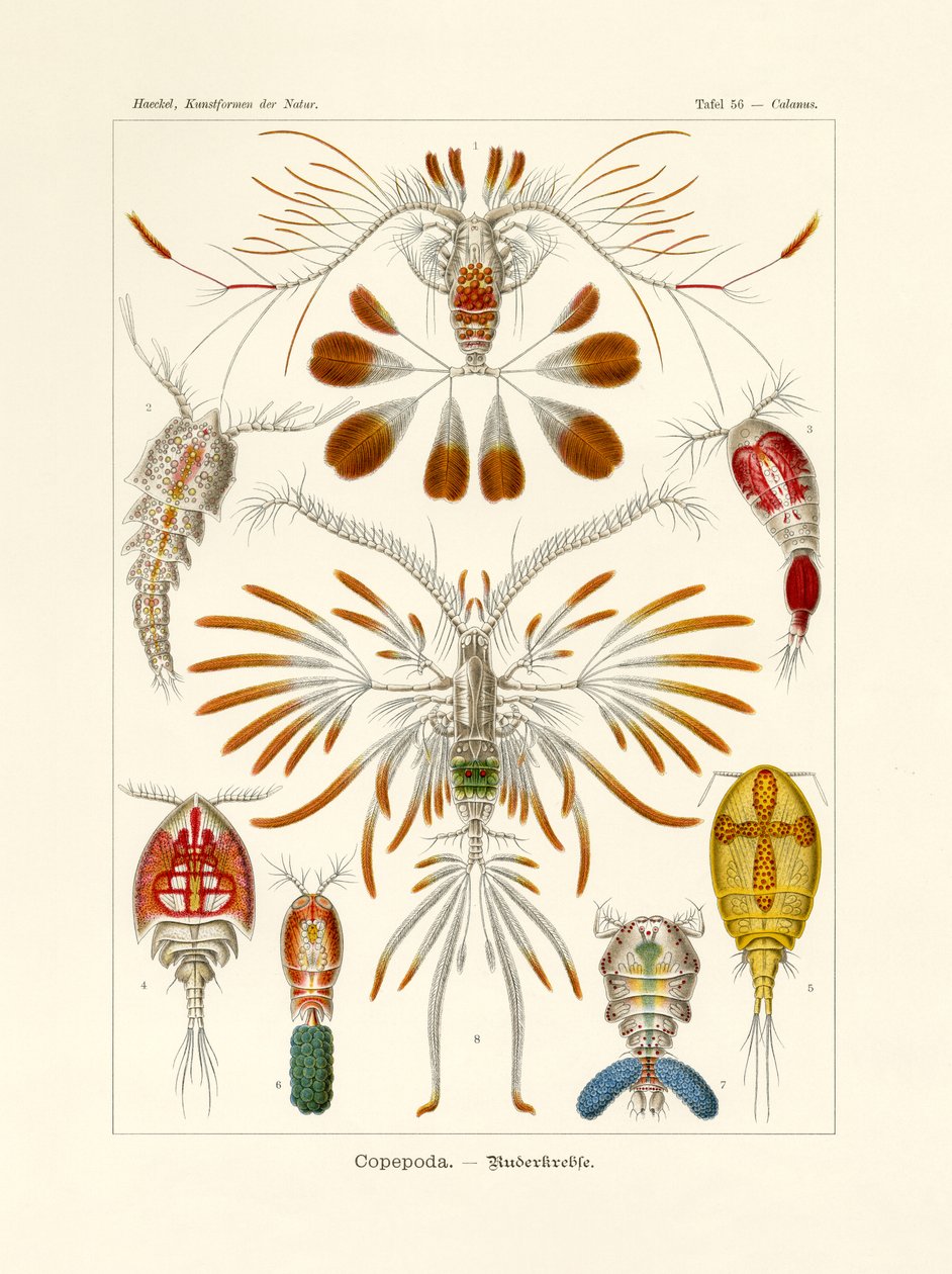 Copepoda, 1899-1904 alkotó: German School
