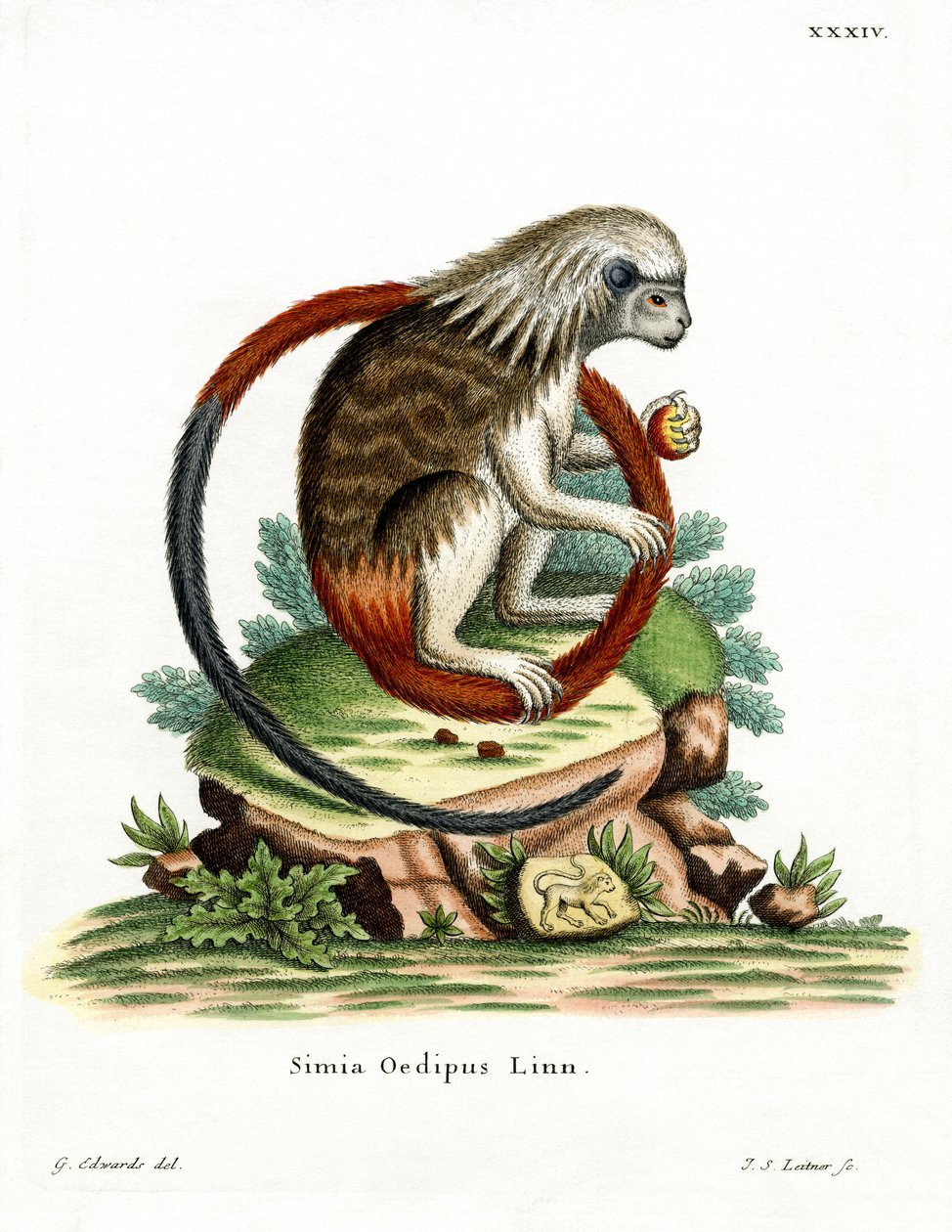 Pamut-tamarin (színes gravírozás) alkotó: German School