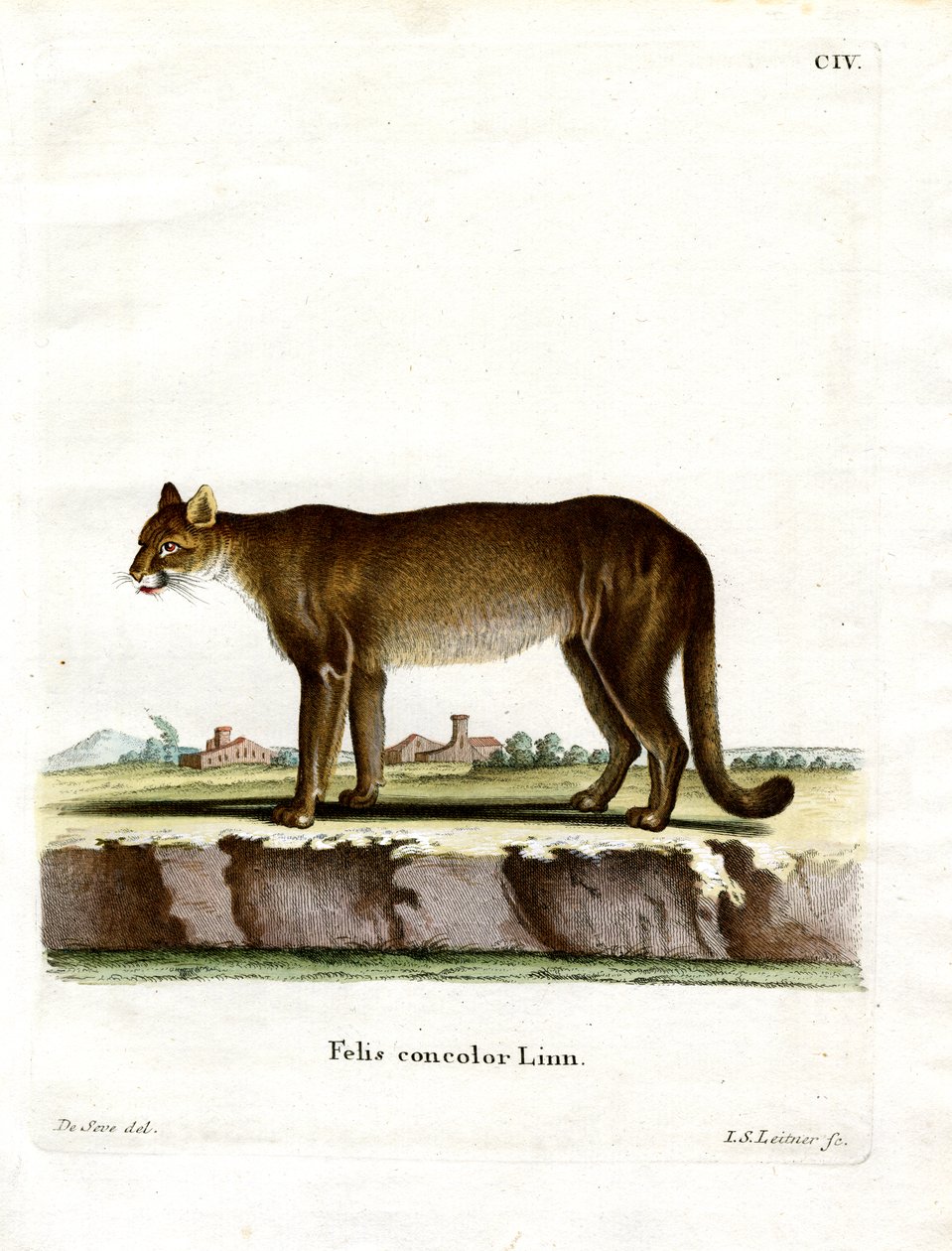 Puma (színes metszet) alkotó: German School