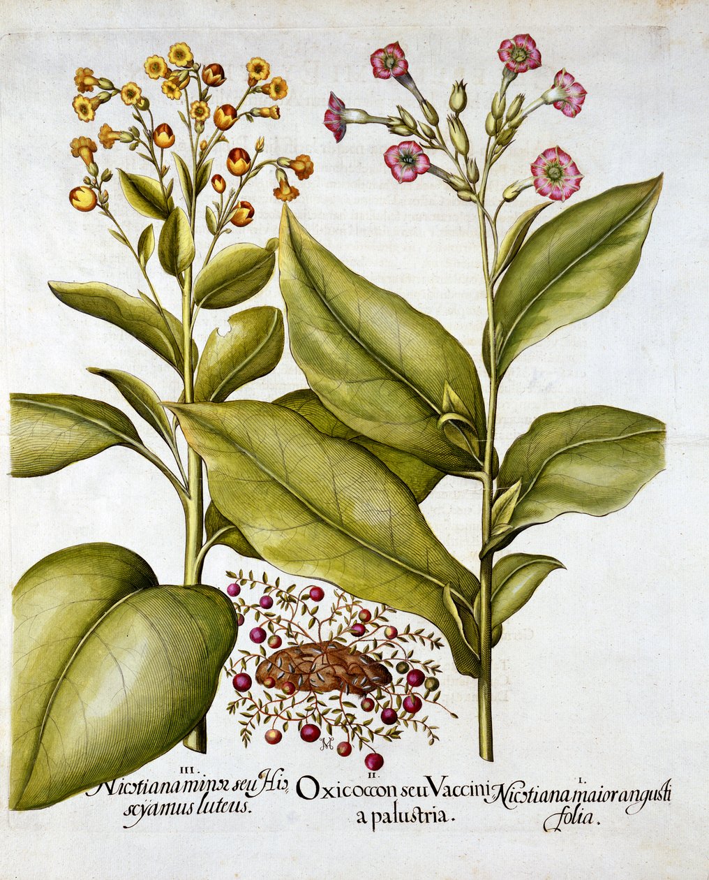 Áfonya és virágzó dohány, a Hortus Eystettensisből, Basil Besler (1561-1629), pub. 1613 (kézzel színezett metszet) alkotó: German School
