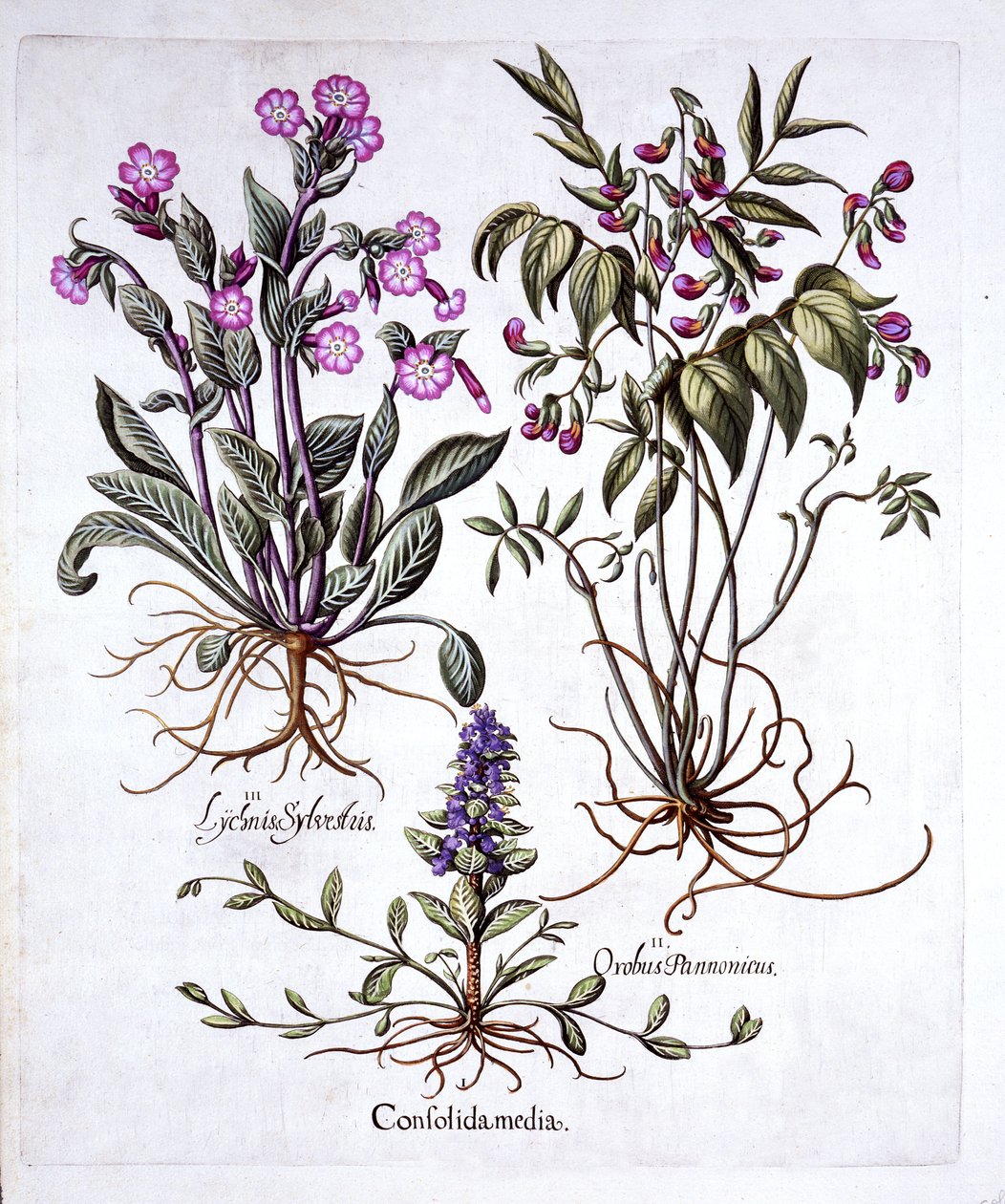 Kúszó bükköny, tavaszi bükköny és vörös tábor, a Hortus Eystettensistől, Basil Besler (1561-1629), pub. 1613 (kézzel színezett metszet) alkotó: German School