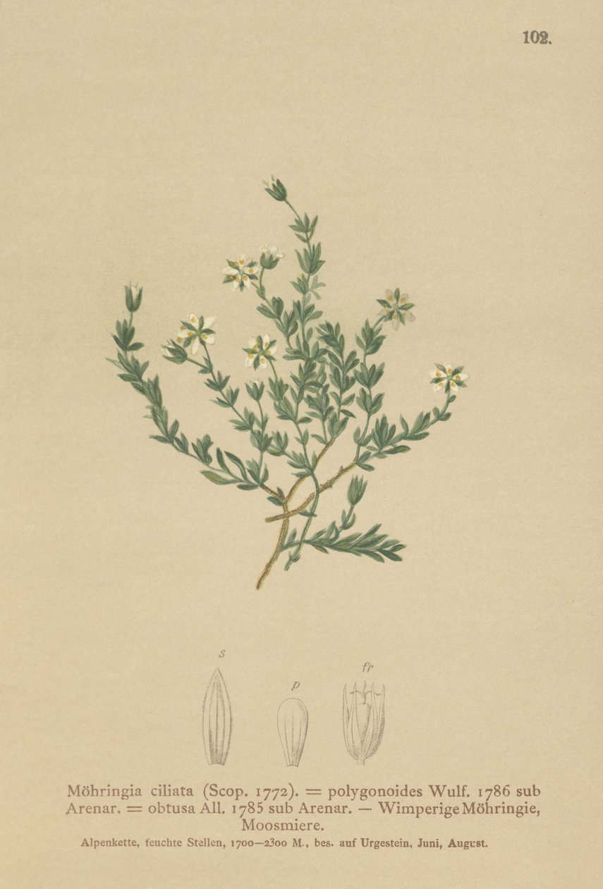 Kúszó homokfű (Moehringia ciliata, Moehringia polygonoides, Arenaria obtusa) alkotó: German School