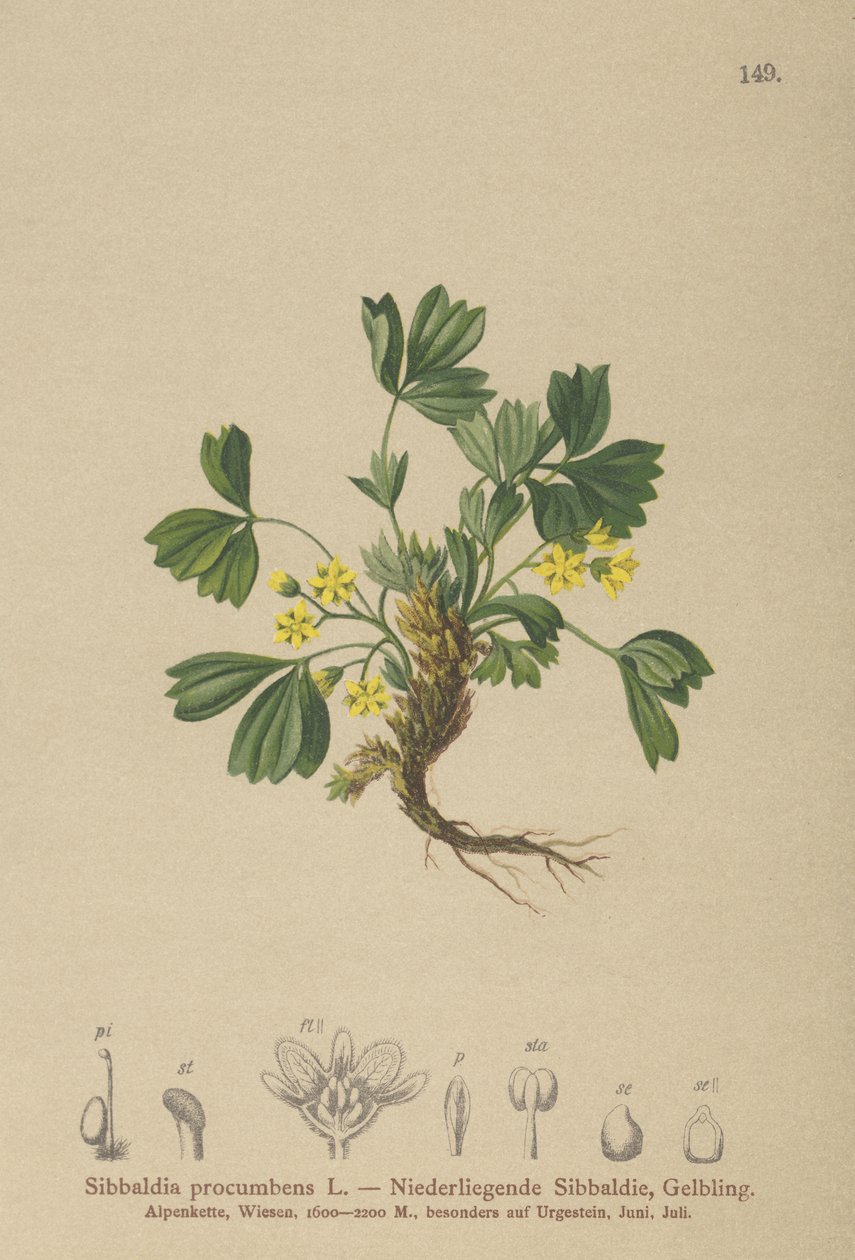 Kúszó Szibbaldia (Sibbaldia procumbens) alkotó: German School