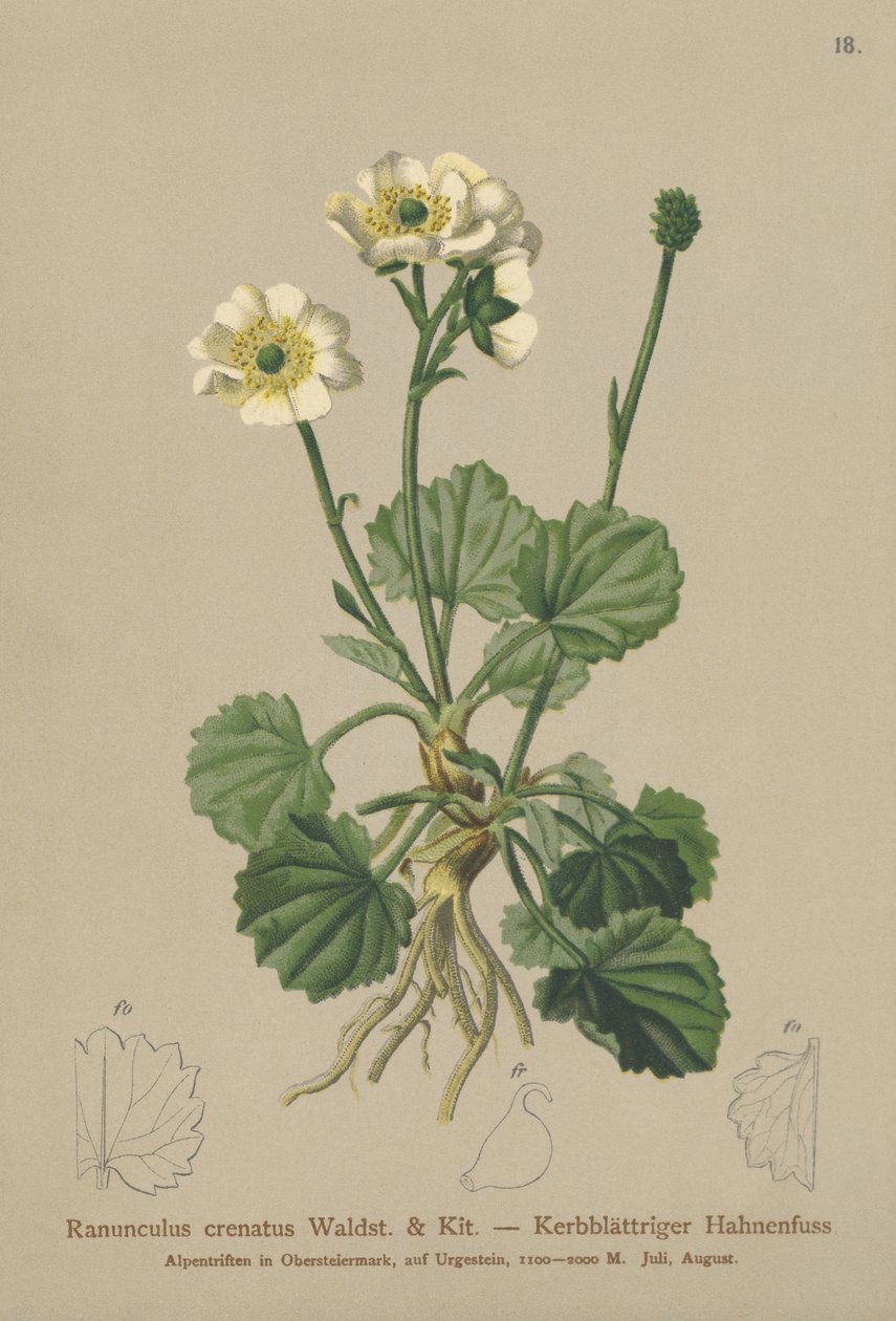 Varjúláb (Ranunculus crenatus) alkotó: German School