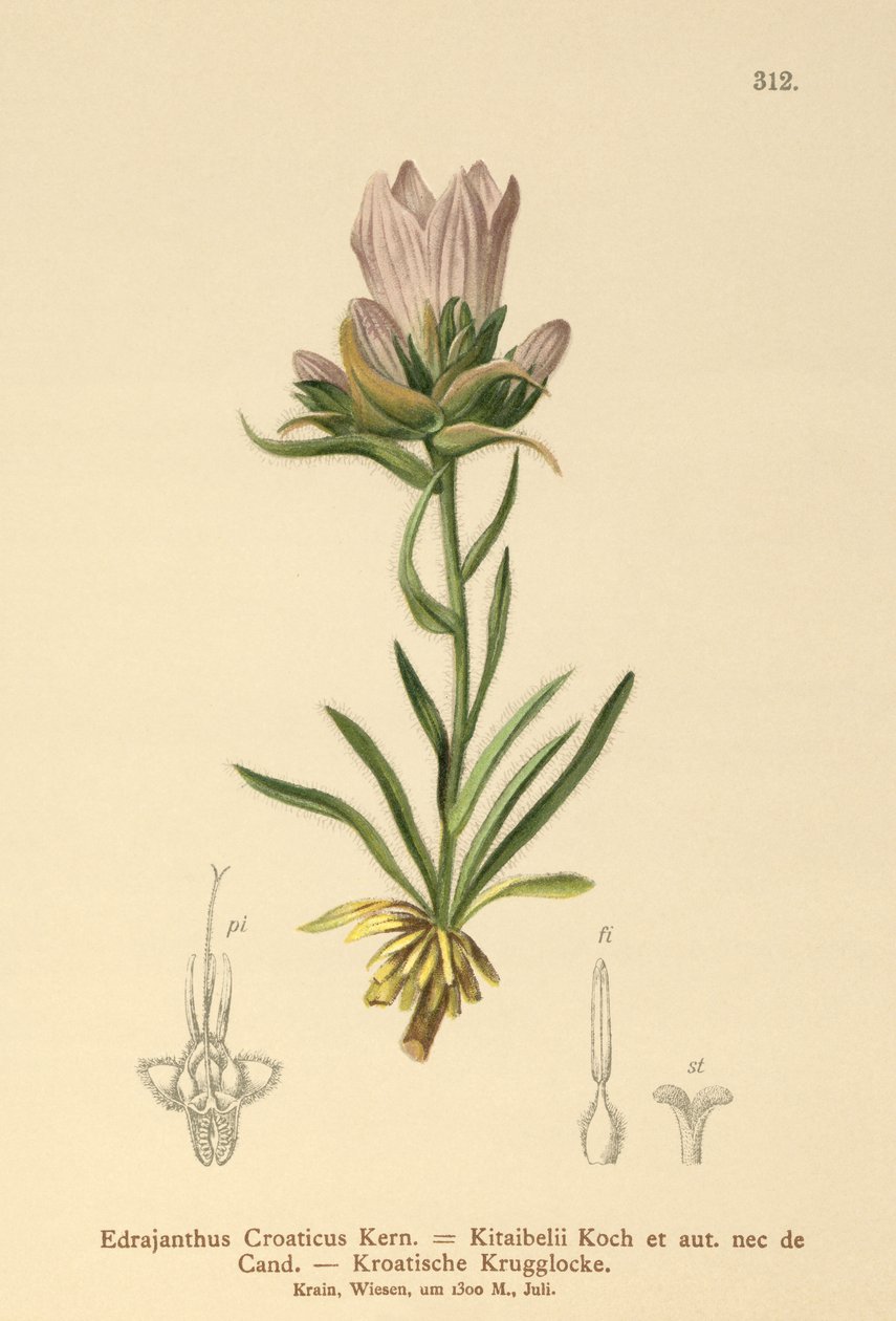 Horvát füves harang (Edraianthus Croaticus, Edraianthus croaticus, Edraianthus Kitaibellii, Edraianthus graminifolius, Edraianthus albanicus, Wahlenbergia graminifolia) alkotó: German School