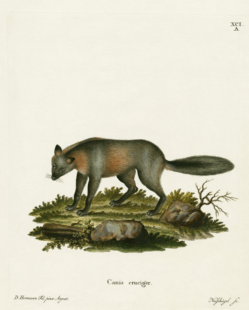 Cross Fox (színes metszet) alkotó: German School