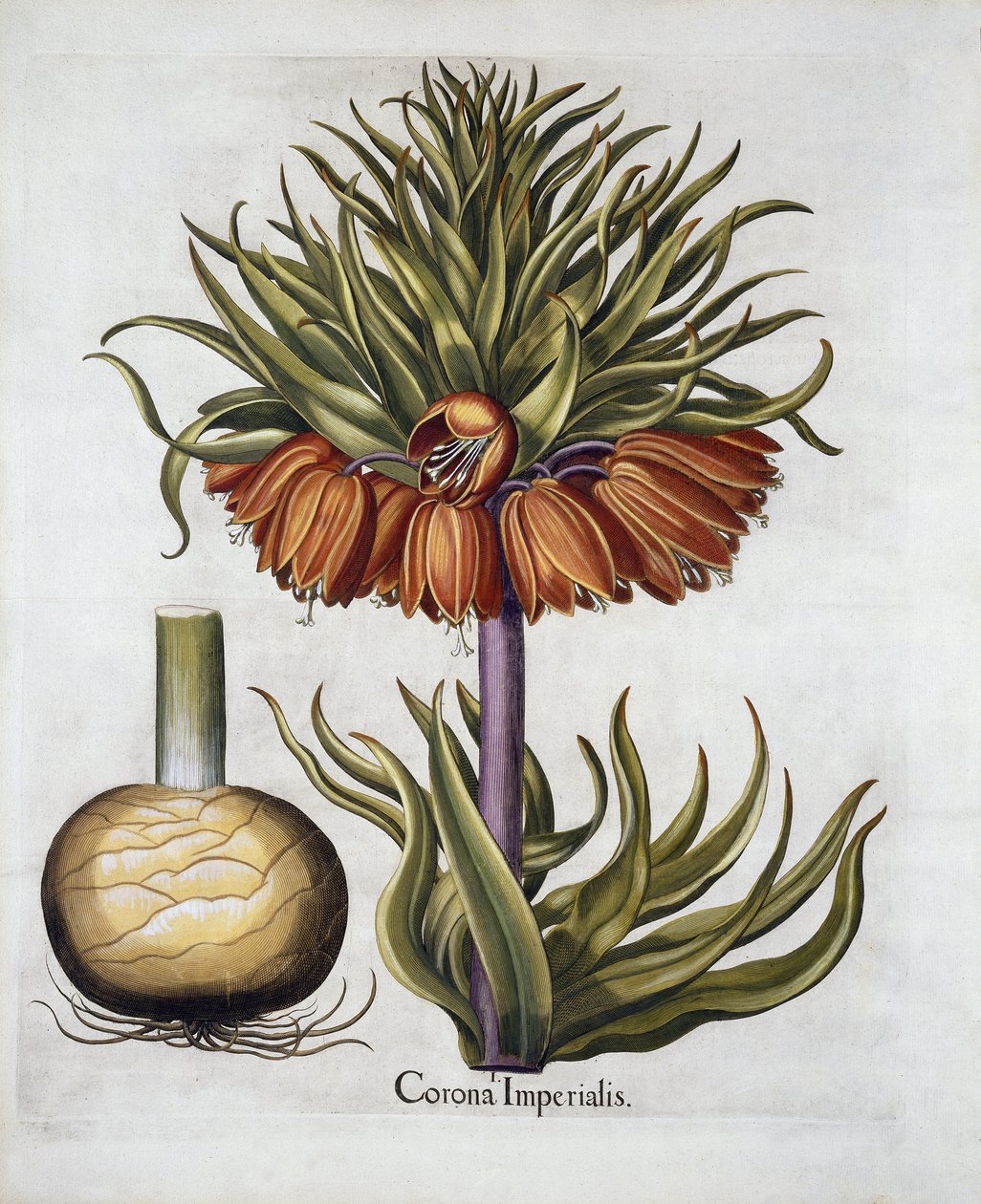 Crown Imperial nevű Fritillaria, a Hortus Eystettensis, Basil Besler (1561-1629) kocsma. 1613 alkotó: German School