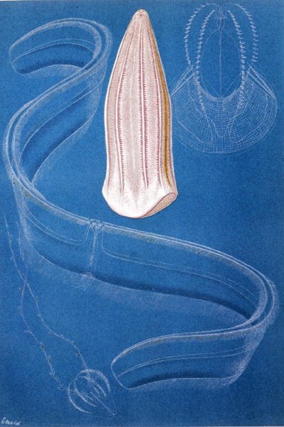 Ctenophores, lemez a "Brehms Tierleben: Allgemeine Kunde des Tierreichs", 10. kötet, 546. o., Bibliographisches Institut kiadásában alkotó: German School