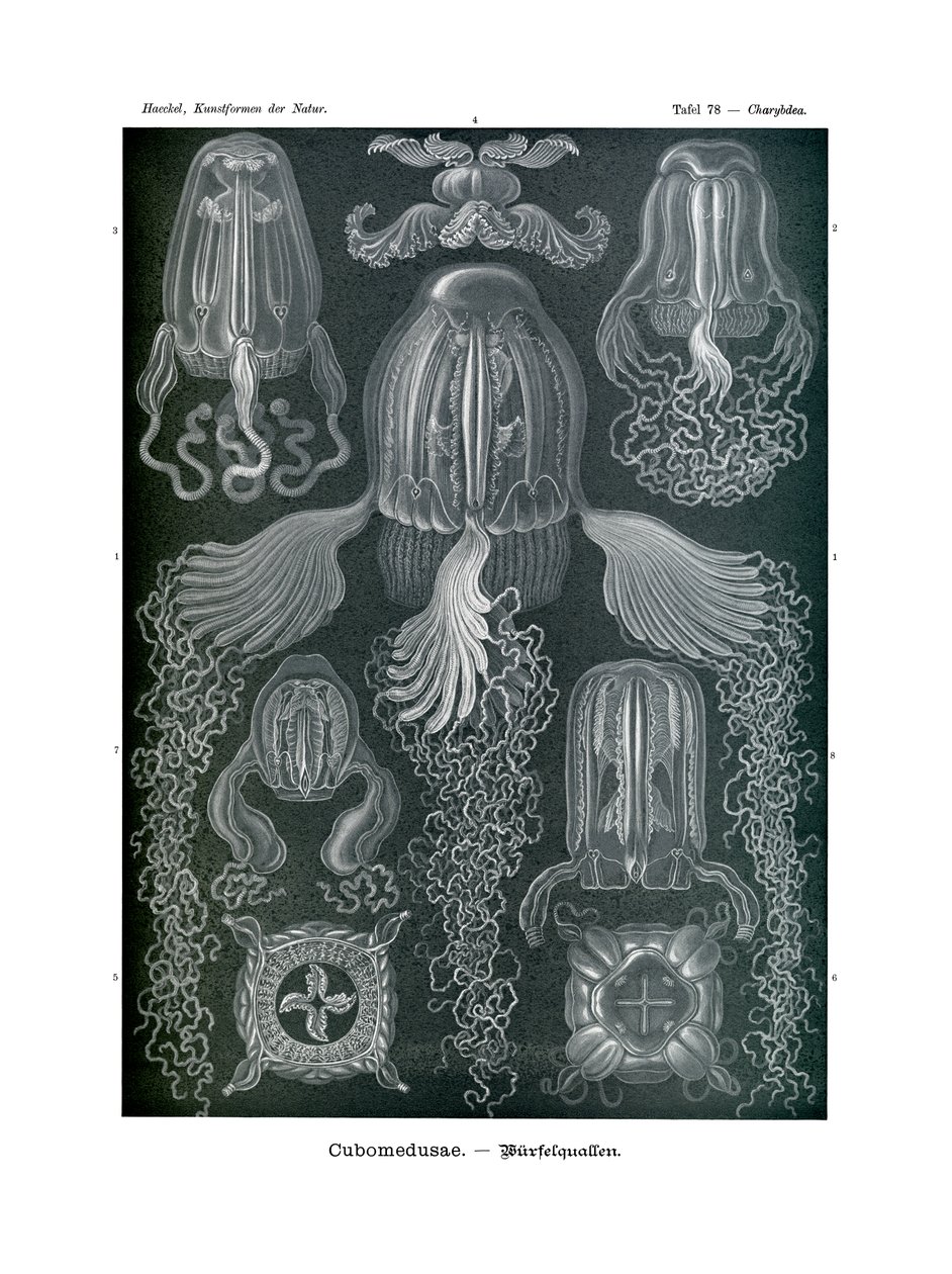 Cubomedusae, 1899-1904 alkotó: German School