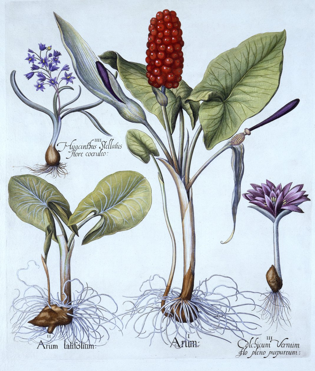 Kakukkpint, tavaszi réti sáfrány, csillagjácint, Hortus Eystettensisből, Basil Besler (1561-1629), pub. 1613 (kézzel színezett metszet) alkotó: German School
