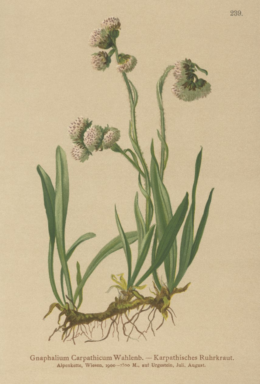 Cudweed (Gnaphalium Carpathicum) alkotó: German School