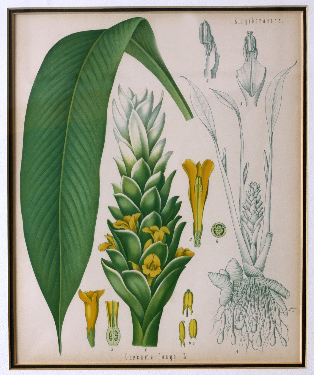 Curcuma longa (kurkuma) a Kohlers Gyógynövényekből, Franz Eugen Kohler alkotó: German School