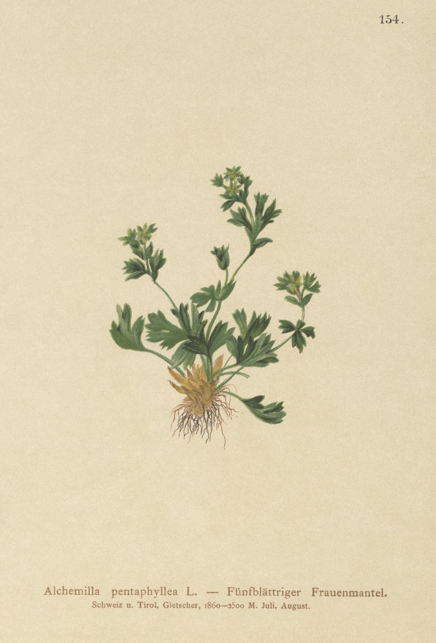 Vágott levelű hölgyköpeny (Alchemilla pentaphylla) alkotó: German School
