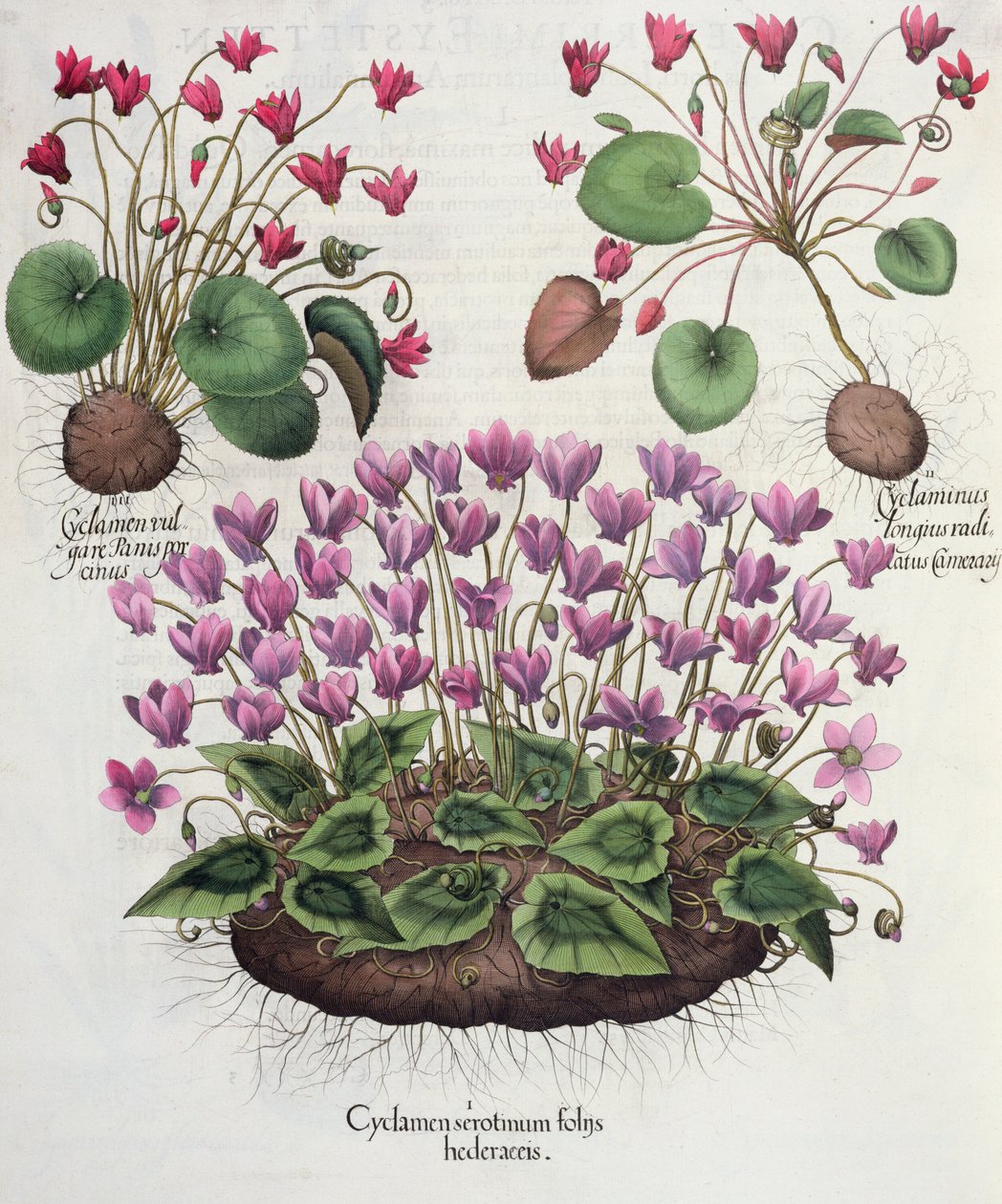 Ciklámen: 1. Cyclamen serotinus borostyánlevéllel; 2. A Cyclaminus hosszabb ideig gyökerezik, mint Chamberlainé; 3.Cyclamen vulgare Panis porcinus, a Hortus Eystettensisből, Basil Besler (1561-1629), pub. 1613 (engr alkotó: German School