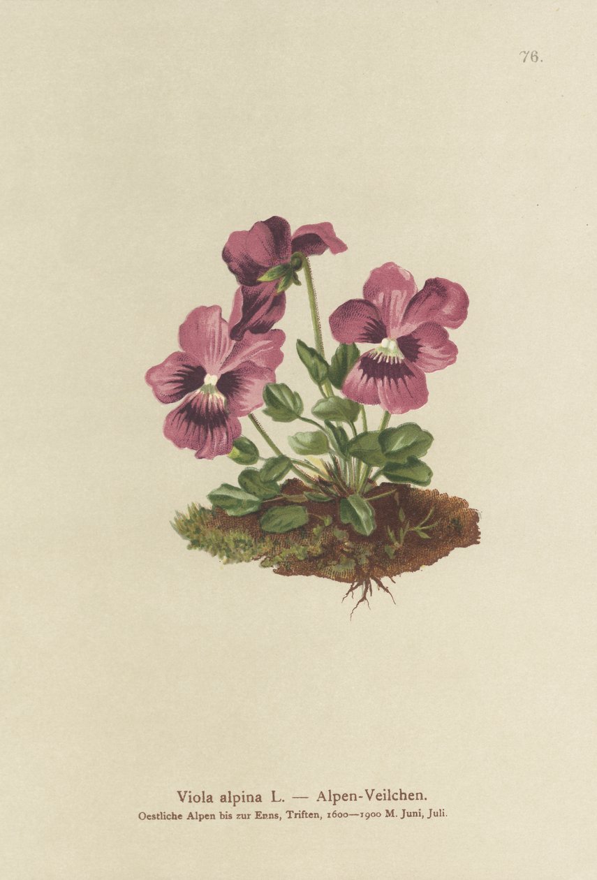 Ciklámen, alpesi ibolya (Viola alpina) alkotó: German School