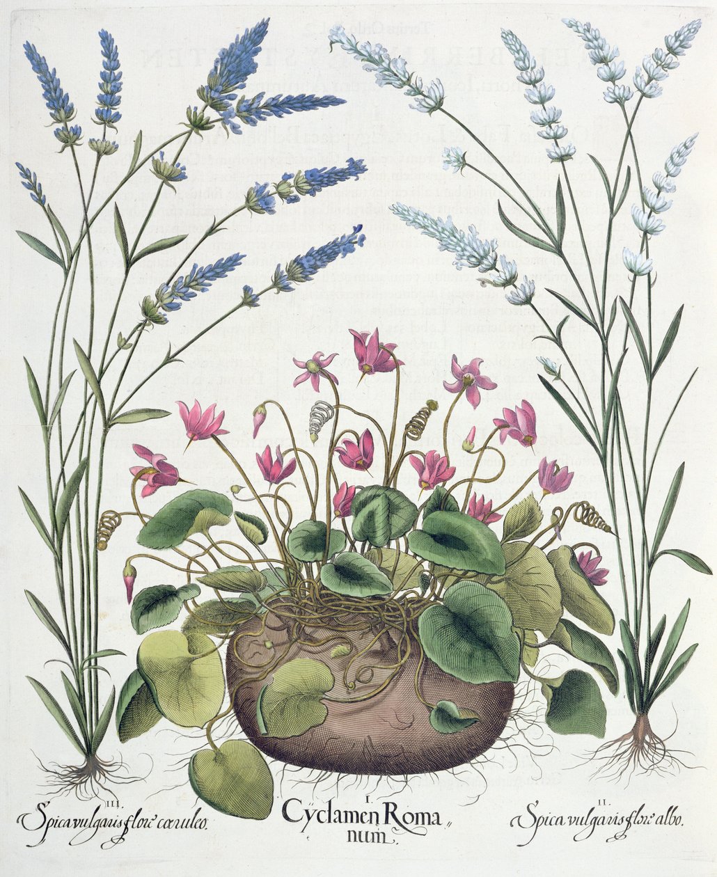 Ciklámen és levendula: 1. Cyclamen Romanum; 2. Spica vulgaris fehér virág; 3. Spica vulgaris kék virággal, a Hortus Eystettensisből, Basil Besler (1561-1629), kocsma. 1613 alkotó: German School