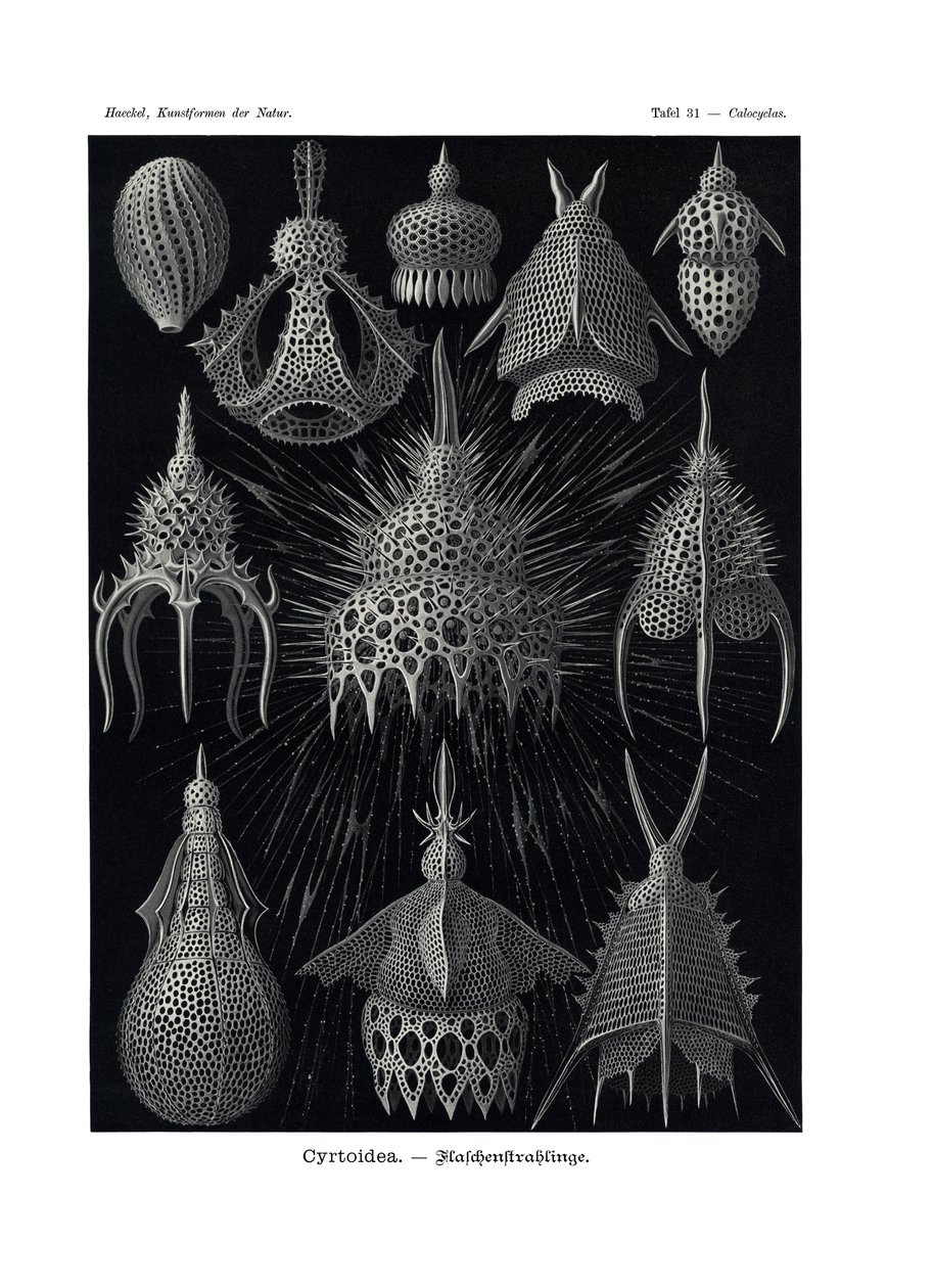 Cyrtoidea, 1899-1904 alkotó: German School