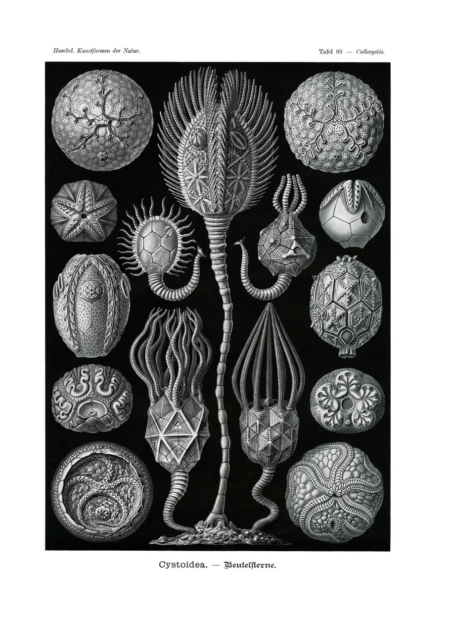 Cystoidea, 1899-1904 alkotó: German School